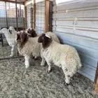 ذبايح جدعان خرفان
