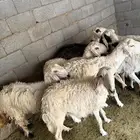 ضان للبيع فيها دفيع