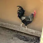 دجاج بياض فرنسي