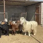 معزا دفيع بفحلها