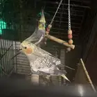 طيورببغا باكستاني ذكر وأنثى