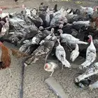 دجاج رومي للبيع