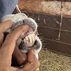 فحل حري شرط من جميع العيوب