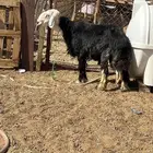 فحل نجدي مشروط