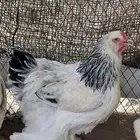 دجاجتين براهما كولمبي