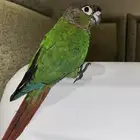 بغبغاء كونير