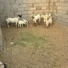 غنم بيشيات للبيع