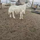 خروف فحل حري