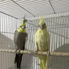 كروان ما شاء الله ذكورو الله