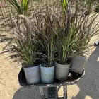 بنستيوم احمر و اخضر( حلفا) Pennisetum