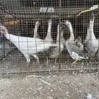 وز عراقي وا أرانب وا ديوك رومي