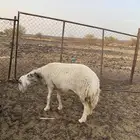 نعجة حايل شرط