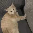 قطط للتبني العمر سنه الاثنين ذكر