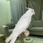 كروان اليف جدا