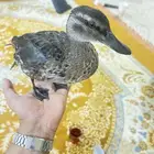 بط حذف صيفي لهل المحيات
