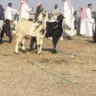 جفار