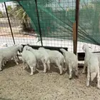ذبايح طليان هرفي وفحل حري جذع مشروط