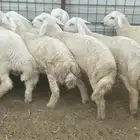 طليان حريه