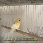 زوج كناري