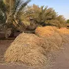علف بونيكوم ناشف