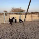 عنز خلفه معها إثنين ورايم شرط