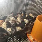 للبيع صوص عمرهم 3 أيام مشكلين