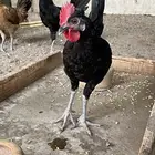 ديوك بلدي