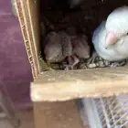 جوز روز منتج شرط
