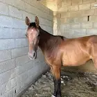 نعرض لكم مهرة عمرة أربع سنوات شعبي مهرة طابع الشر