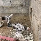 فروخ باكستاني