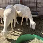 حريات مقنوي