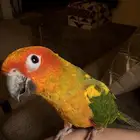 ذكر صن كنيور محلل بيع مستعجل (للصامل)