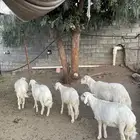 خرفان مشروطة فل شحم