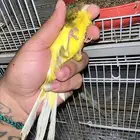 كناري ايراني 120 الحبه