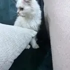 هيمالايا