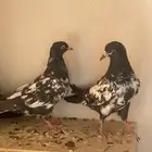 حمام باكستاني