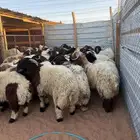 ذبايح نعيمي ذبايح حري سواكني