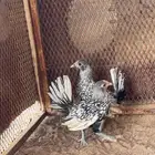 سبرايت شبابي