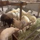 ذبايح فاخره وبريه للبيع ونعجه حايل واسعار ممتازه