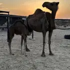 ناقتين خلفات