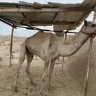 البيع قعود