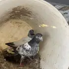 فراخة حمام هندي