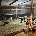 معزاء مشكله