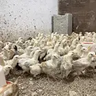 صوص بلدي فواخر
