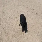 خروف عمر ثلاث شهور حليب وعلف برسيم وشعير