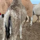 قعود لباني عمره 7 شهوور تقريبن
