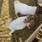 تيوس البورقيت