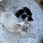 قطه للتبني صغار
