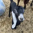 معزة للبيع واحدة والد واثنتين مضارع