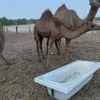 بكره عمرها سنه ونص